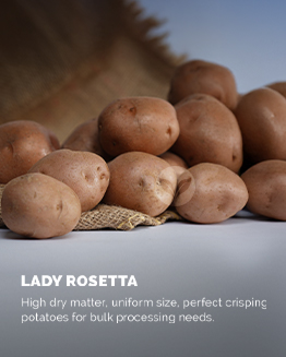 Lady Rosetta